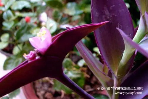 紫鸭跖草的繁殖方式