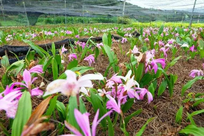 昆明植物研究所实现独蒜兰规模化繁殖栽培