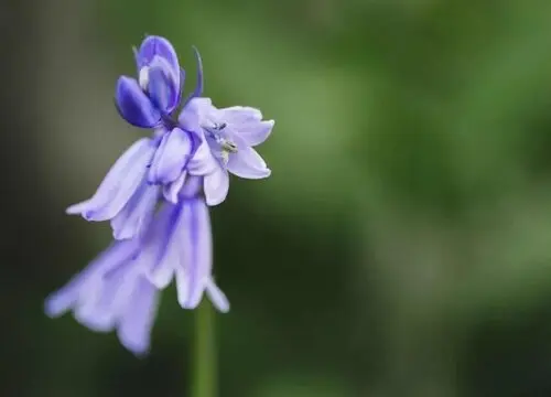 蓝铃花的花语是什么