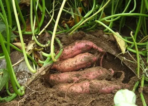 种植红薯的利润和成本
