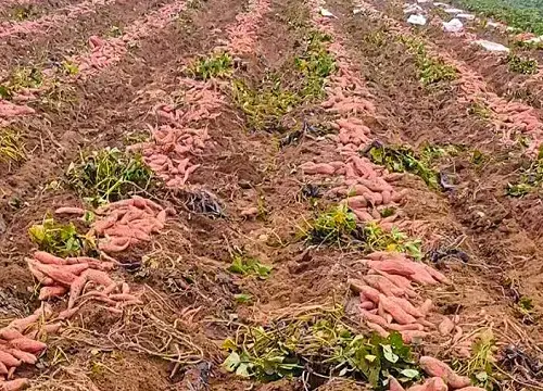 种植红薯的利润和成本