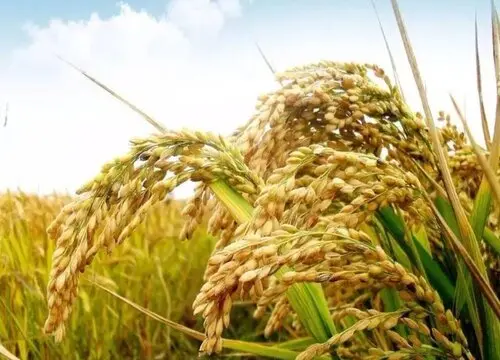 水稻是什么农作物