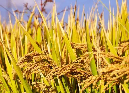 大米是什么农作物产的 属于稻谷农产品（图片）