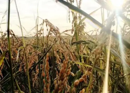 种水稻在什么节气播种种植