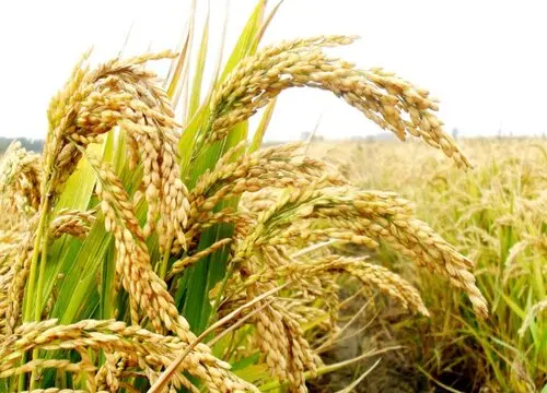 水稻是什么农作物