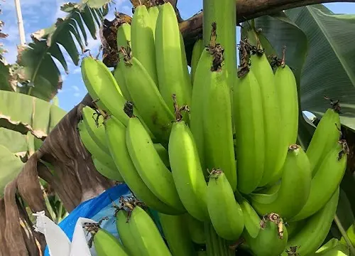 香蕉的生长过程
