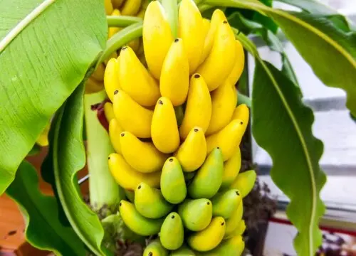 香蕉的生长过程